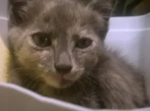 Gato raça SRD idade Abaixo de 2 meses nome PIRATINHA