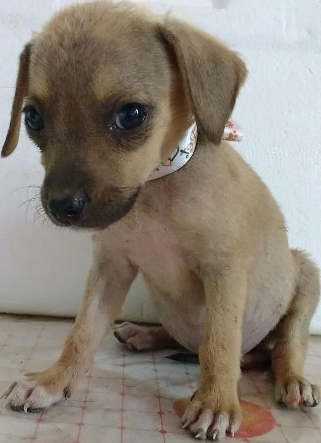 Cachorro ra a Vira lata idade Abaixo de 2 meses nome Sem nome
