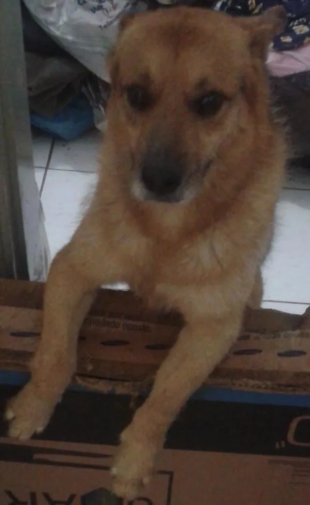 Cachorro raça Sem raça definida  idade 6 ou mais anos nome Não sei