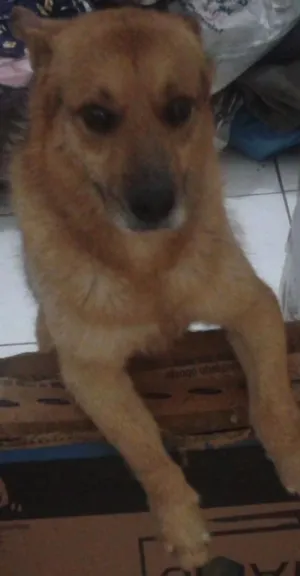 Cachorro raça Sem raça definida  idade 6 ou mais anos nome Não sei