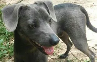 Cachorro ra a sem raça definida idade 4 anos nome dino