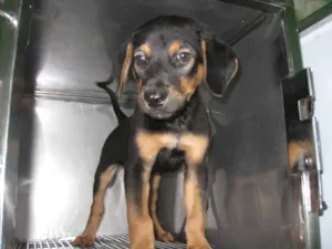 Cachorro raça SRD idade 2 a 6 meses nome Snoopy