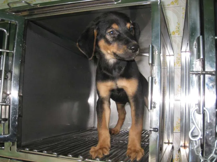 Cachorro ra a SRD idade 2 a 6 meses nome Snoopy