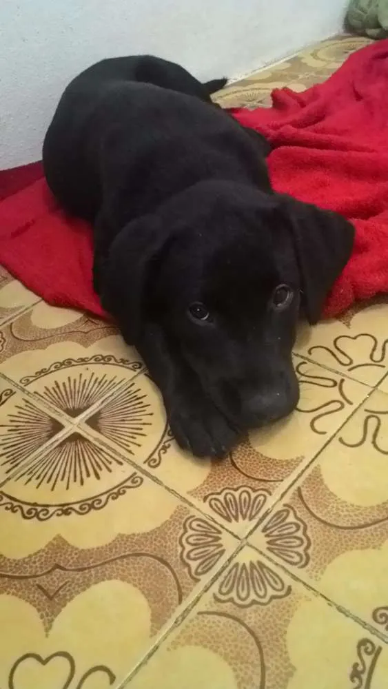 Cachorro ra a Labrador idade 2 a 6 meses nome Apolo