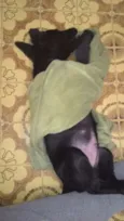 Apolo