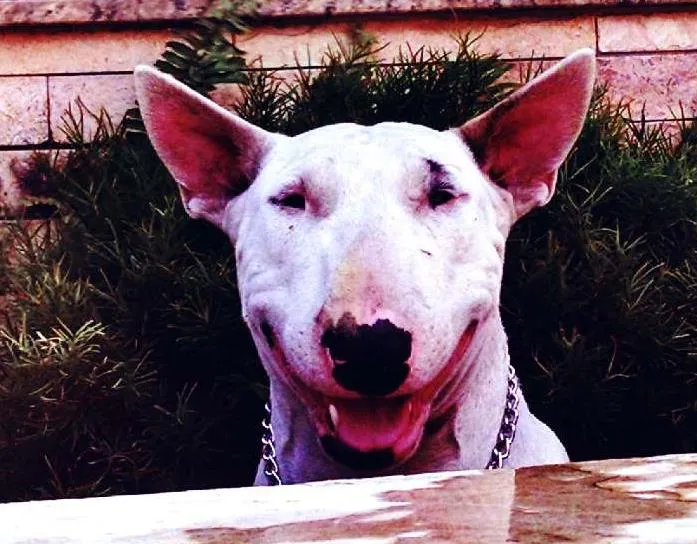 Cachorro raça Bull Terrier idade 1 ano nome Charlotte