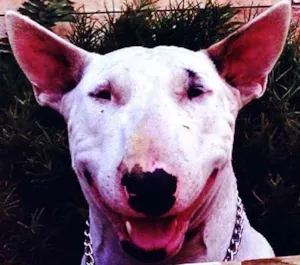 Cachorro raça Bull Terrier idade 1 ano nome Charlotte
