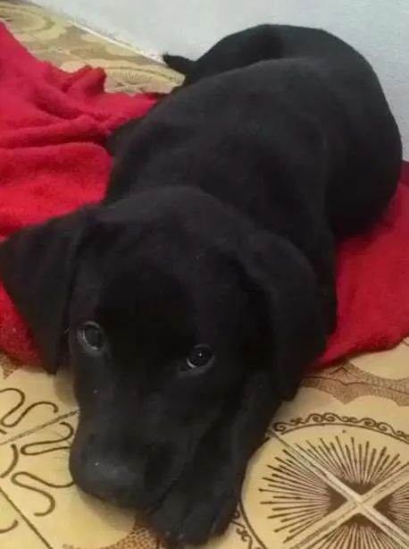 Cachorro ra a Labrador idade 2 a 6 meses nome Apolo