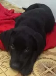 Apolo
