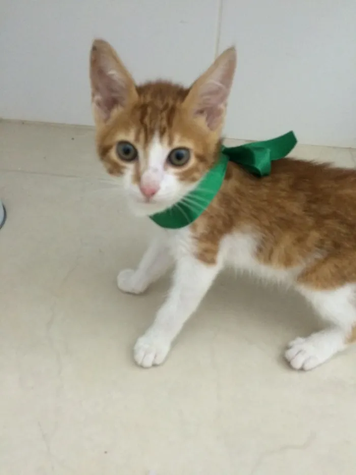 Gato ra a SRD idade Abaixo de 2 meses nome Sem nome 