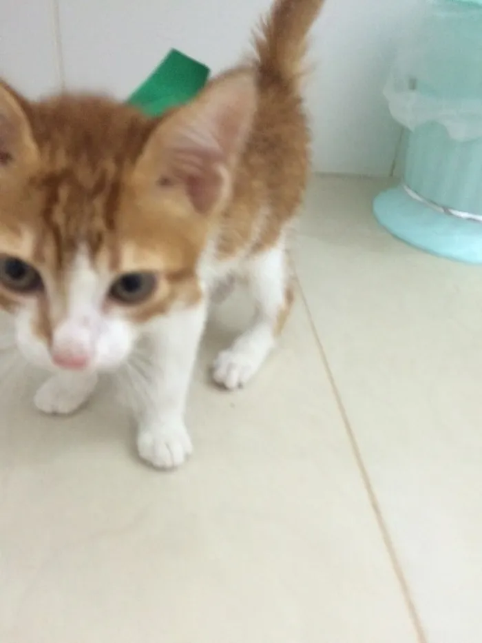 Gato ra a SRD idade Abaixo de 2 meses nome Sem nome 