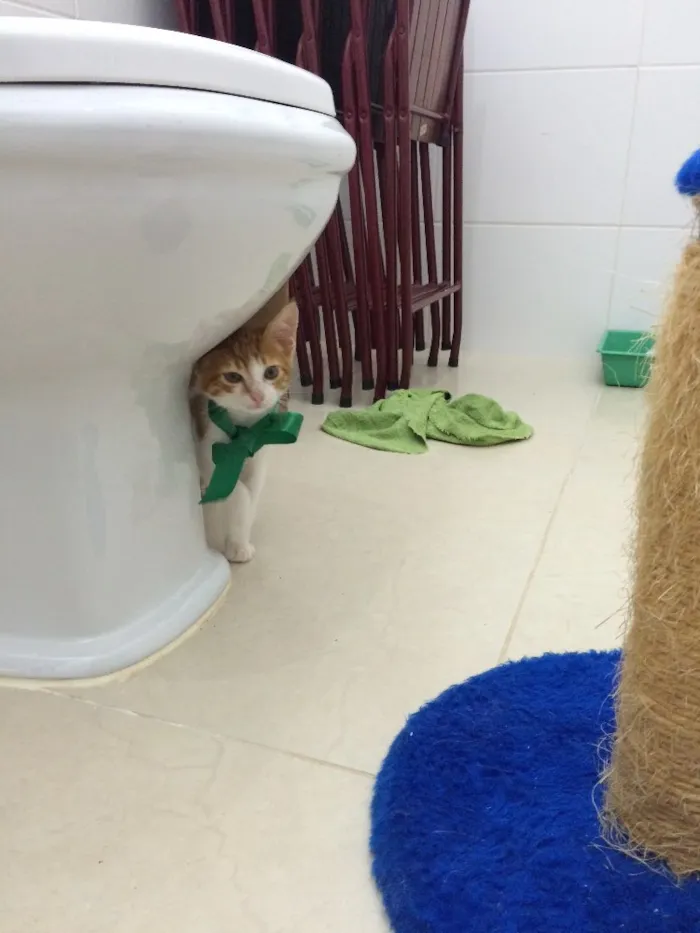 Gato ra a SRD idade Abaixo de 2 meses nome Sem nome 
