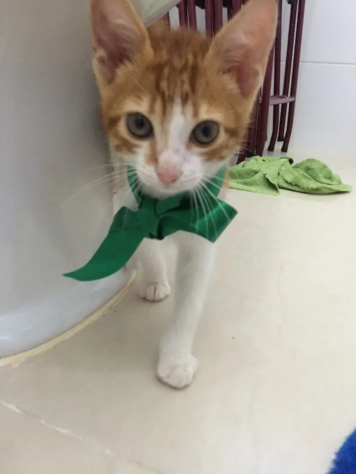 Gato ra a SRD idade Abaixo de 2 meses nome Sem nome 