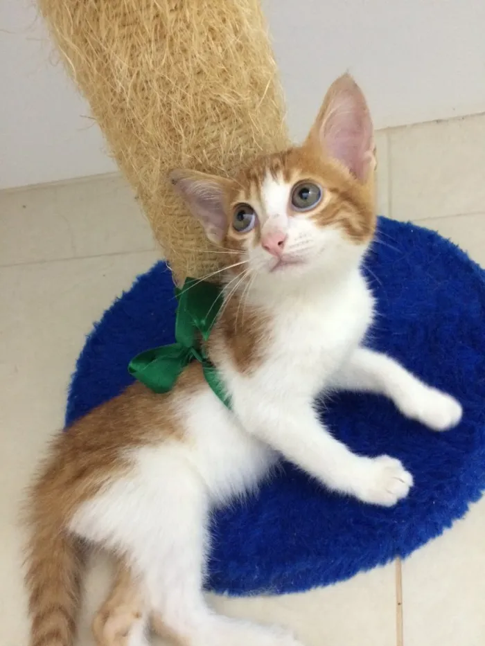 Gato ra a SRD idade Abaixo de 2 meses nome Sem nome 