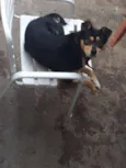 Snoopy