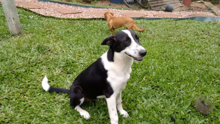 Cachorro ra a Sem raça definida idade 2 a 6 meses nome Arisco