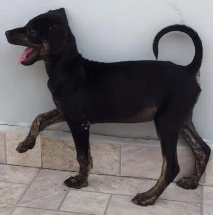 Cachorro ra a Sem idade 2 a 6 meses nome Martina Chanel (pro