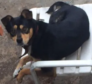 Cachorro raça Mestiço idade 2 anos nome Snoopy 