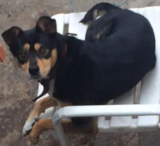 Cachorro ra a Mestiço idade 2 anos nome Snoopy 