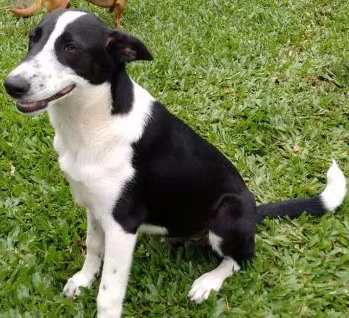 Cachorro ra a Sem raça definida idade 2 a 6 meses nome Arisco