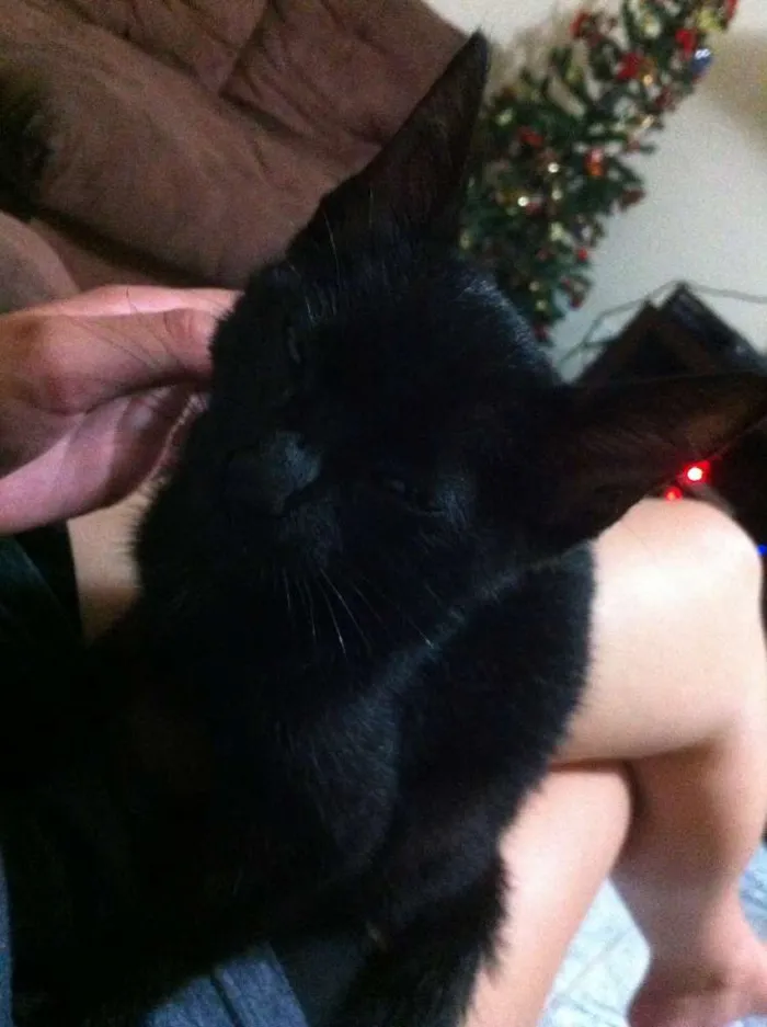 Gato ra a desconhecida  idade 2 a 6 meses nome sem nome