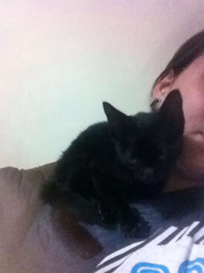 Gato ra a desconhecida  idade 2 a 6 meses nome sem nome