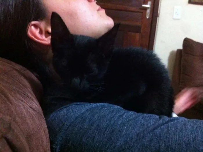Gato ra a desconhecida  idade 2 a 6 meses nome sem nome