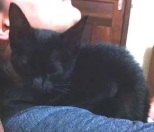 Gato raça desconhecida  idade 2 a 6 meses nome sem nome