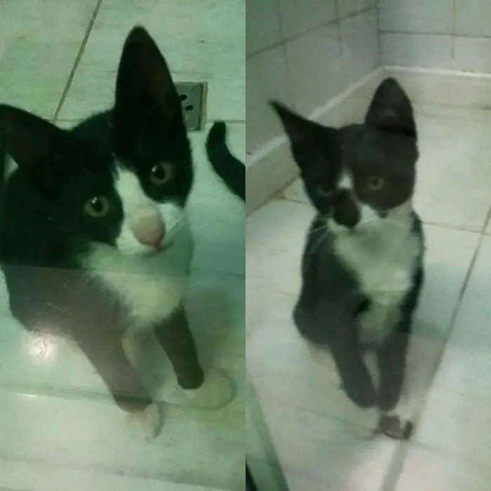 Gato ra a SRD idade 2 a 6 meses nome Gatinhas