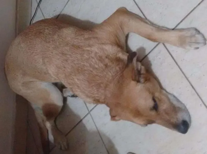 Cachorro ra a SRD idade 4 anos nome Luna