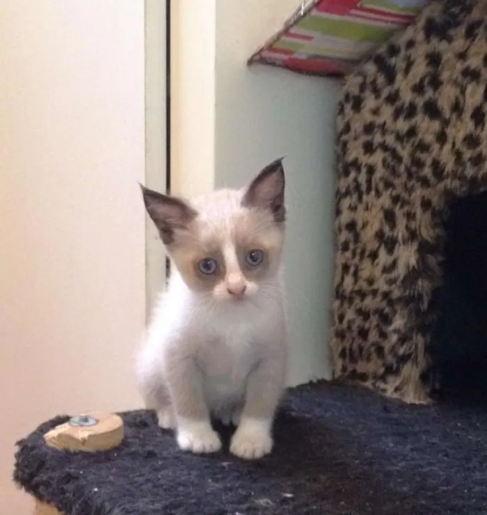 Gato ra a SRD idade Abaixo de 2 meses nome Sem nome
