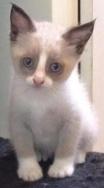 Gato ra a SRD idade Abaixo de 2 meses nome Sem nome