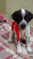 Snoopy