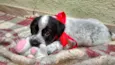Snoopy