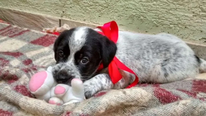 Cachorro ra a SRD idade Abaixo de 2 meses nome Snoopy