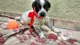 Snoopy