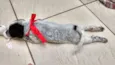 Snoopy