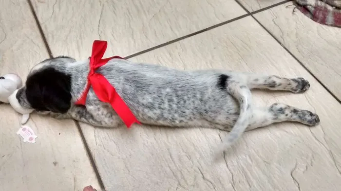 Cachorro ra a SRD idade Abaixo de 2 meses nome Snoopy