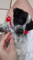 Snoopy