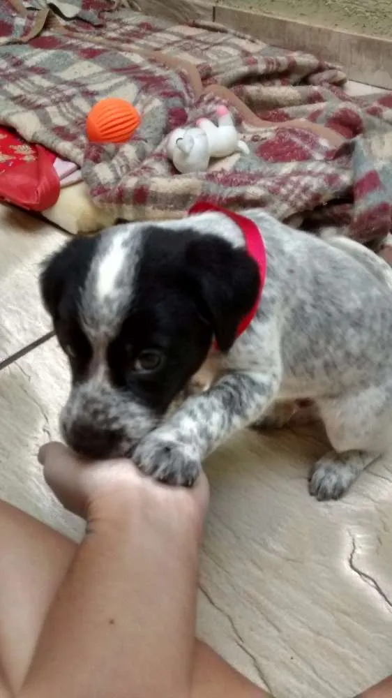 Cachorro ra a SRD idade Abaixo de 2 meses nome Snoopy