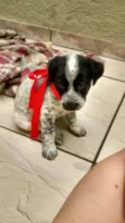 Snoopy