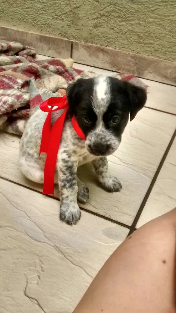 Cachorro ra a SRD idade Abaixo de 2 meses nome Snoopy