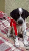 Snoopy