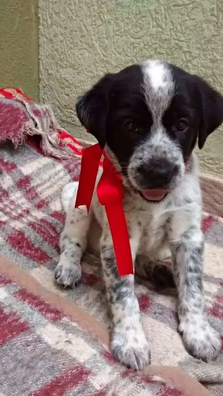 Cachorro ra a SRD idade Abaixo de 2 meses nome Snoopy