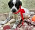 Snoopy