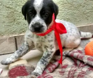 Cachorro raça SRD idade Abaixo de 2 meses nome Snoopy