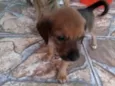 Pequeno