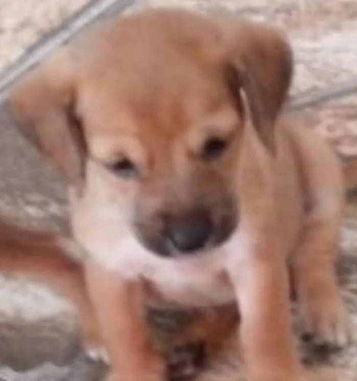 Cachorro ra a SRD idade Abaixo de 2 meses nome Nina