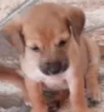 Nina