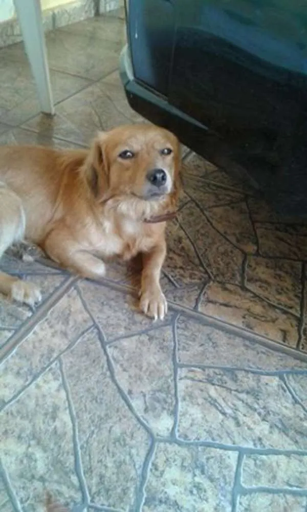 Cachorro ra a SRD idade 2 anos nome Malu